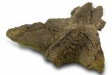 Dinosaur Tendons, Bone, and Gar Scale in Sandstone - Wyoming #377762-3